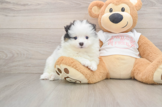 Playful Pomeranian Purebred Pup