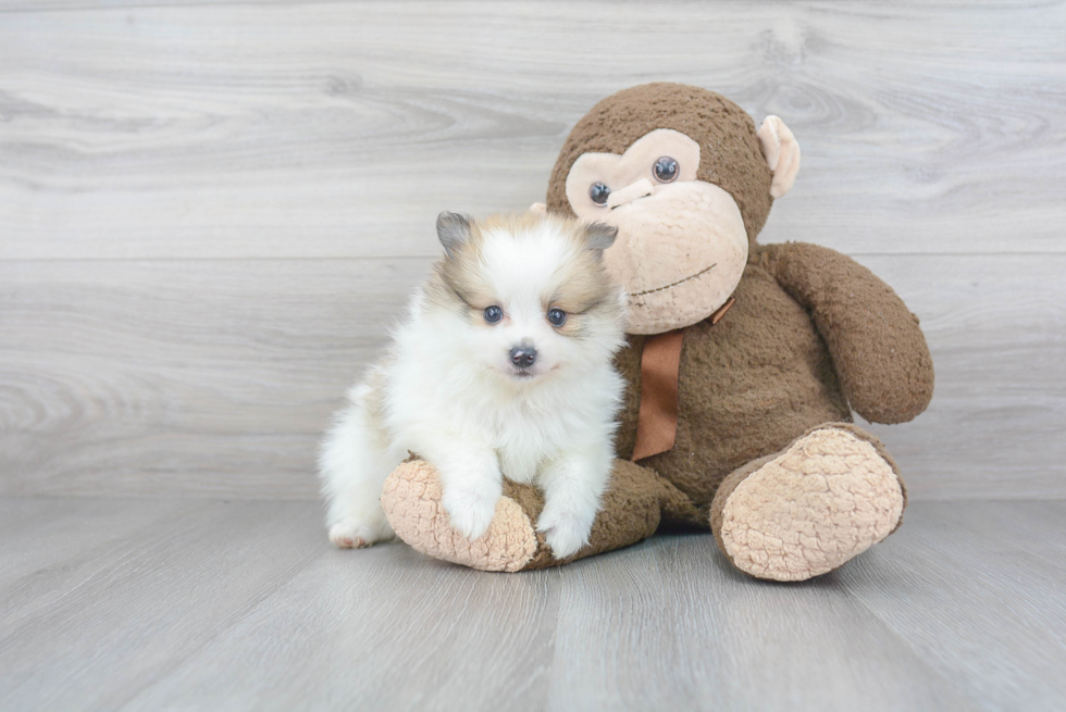 Energetic Pomeranian Purebred Puppy