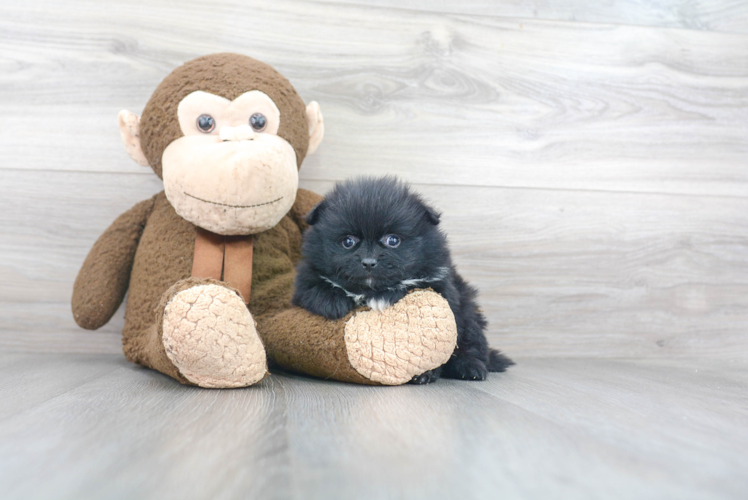 Playful Pomeranian Purebred Pup