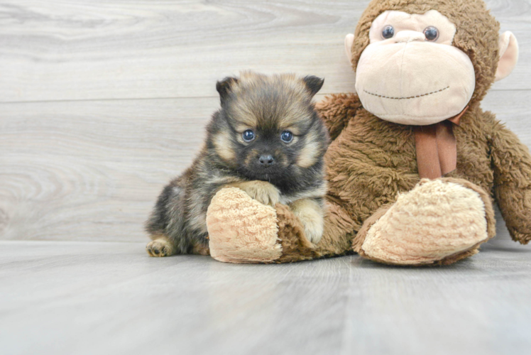 Pomeranian Pup Being Cute