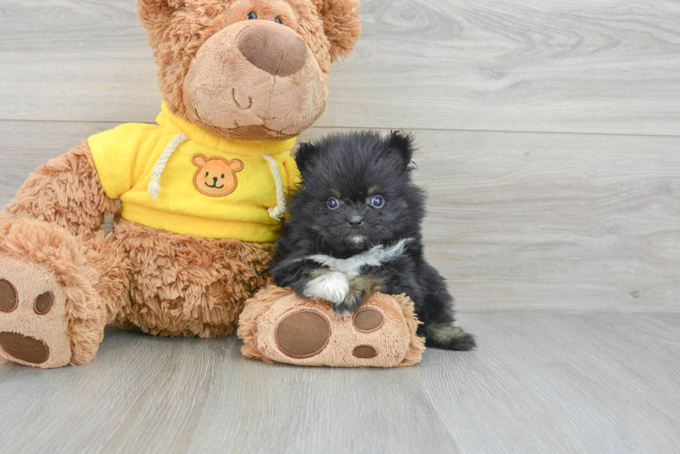 Best Pomeranian Baby