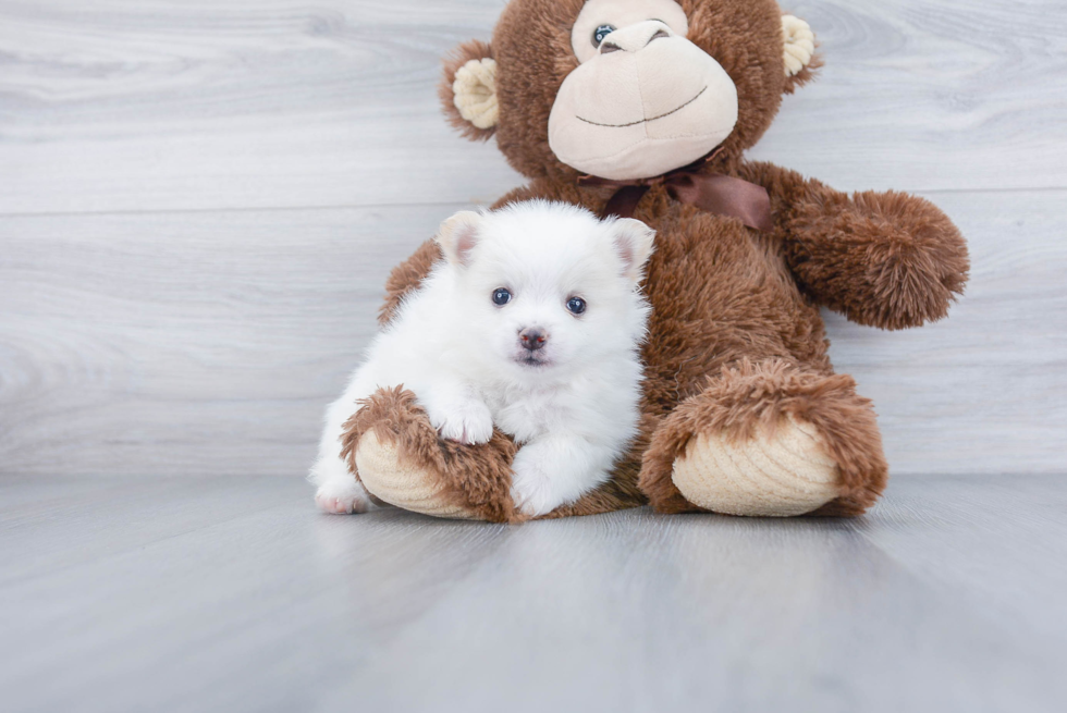 Happy Pomeranian Purebred Puppy