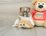 8 week old Pomeranian Puppy For Sale - Premier Pups