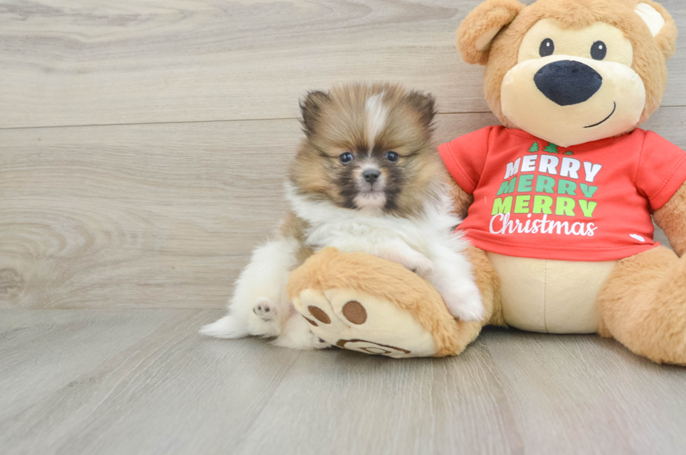 6 week old Pomeranian Puppy For Sale - Premier Pups