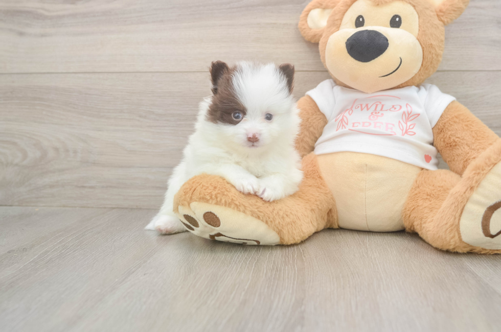 5 week old Pomeranian Puppy For Sale - Premier Pups