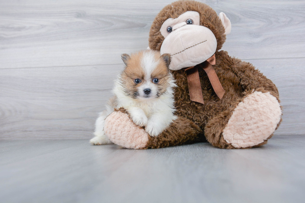 Hypoallergenic Pomeranian Baby