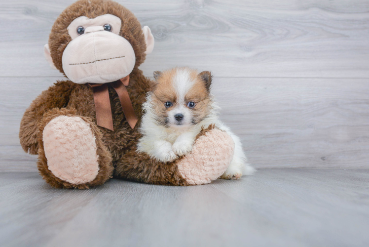 Pomeranian Pup Being Cute