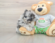 8 week old Pomeranian Puppy For Sale - Premier Pups