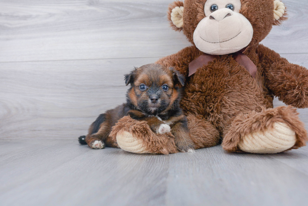 Fluffy Shih Pom Designer Pup