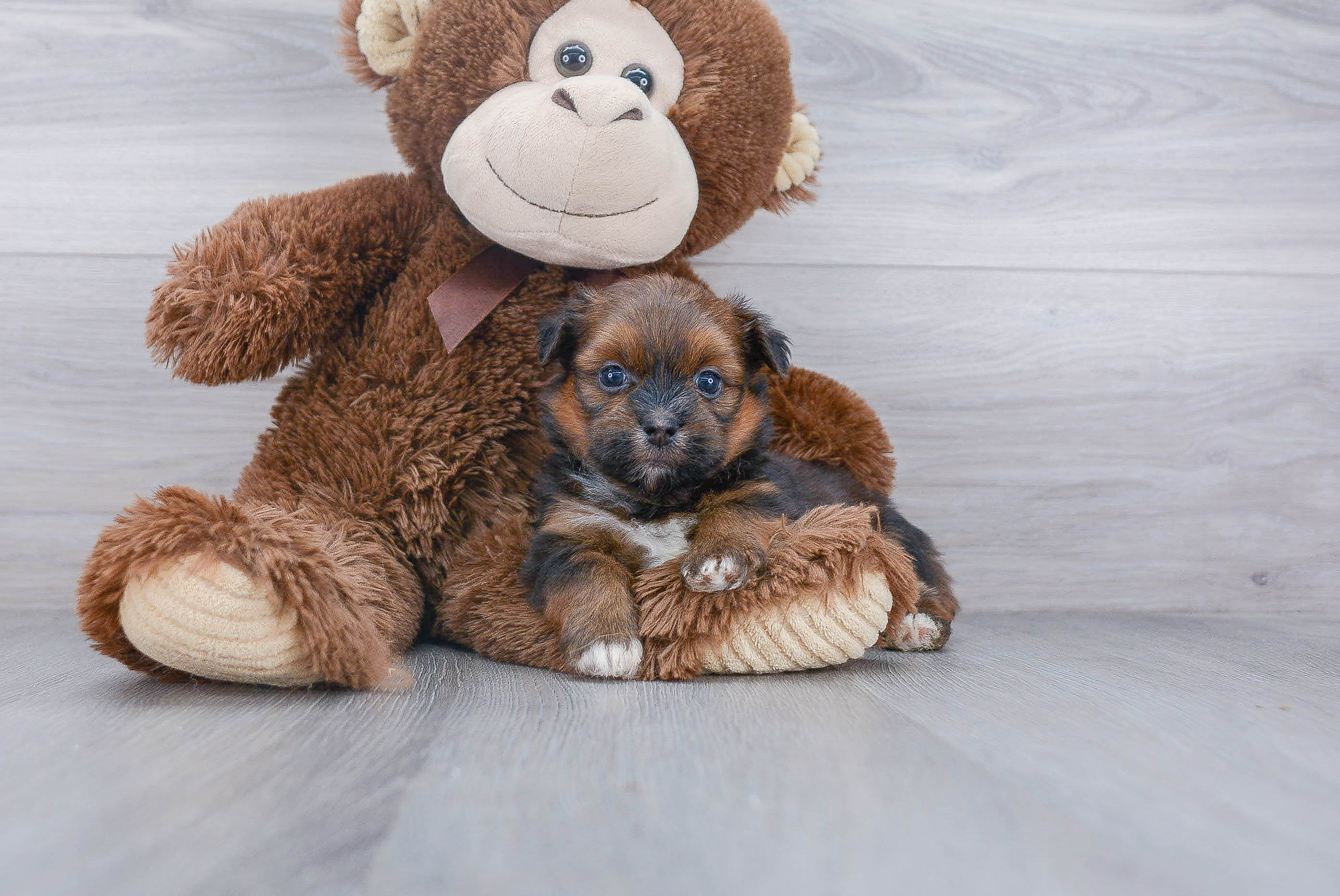 Shih Pom Puppy for Adoption