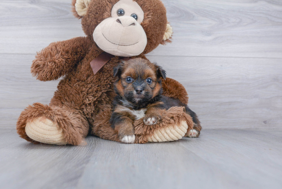 Shih Pom Puppy for Adoption