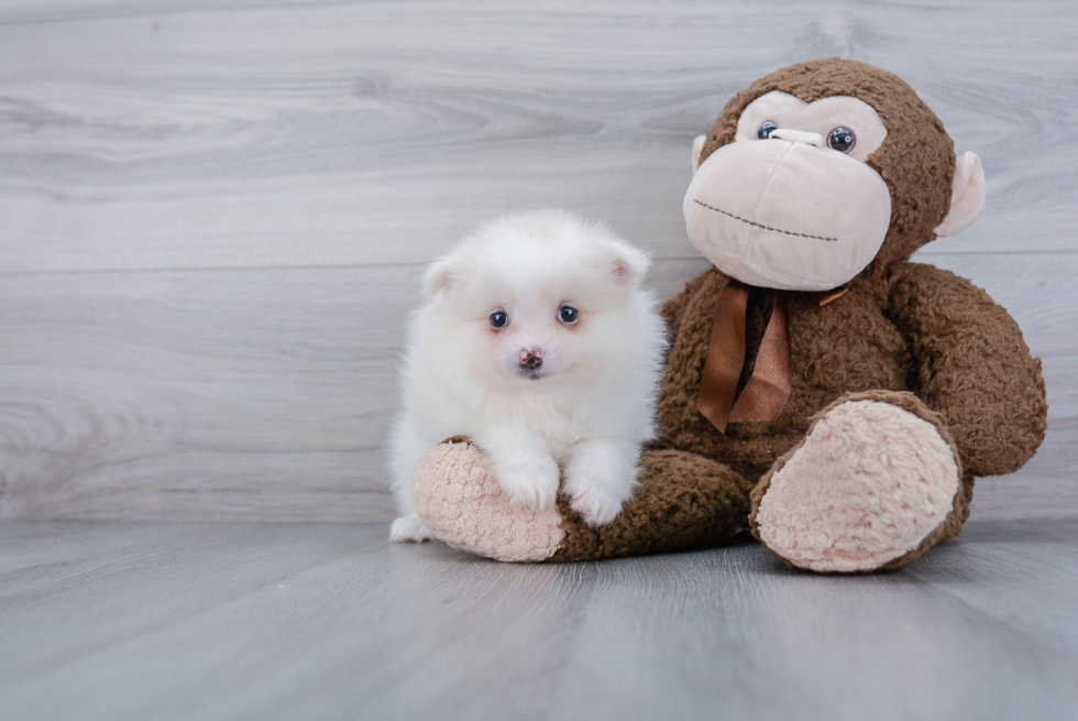 Hypoallergenic Pomeranian Baby