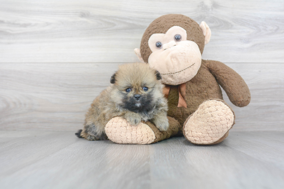 Pomeranian Puppy for Adoption