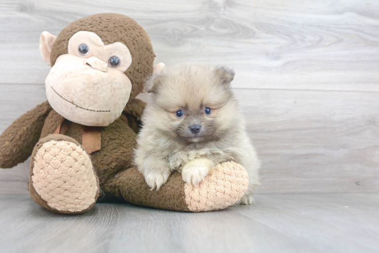 Popular Pomeranian Purebred Pup