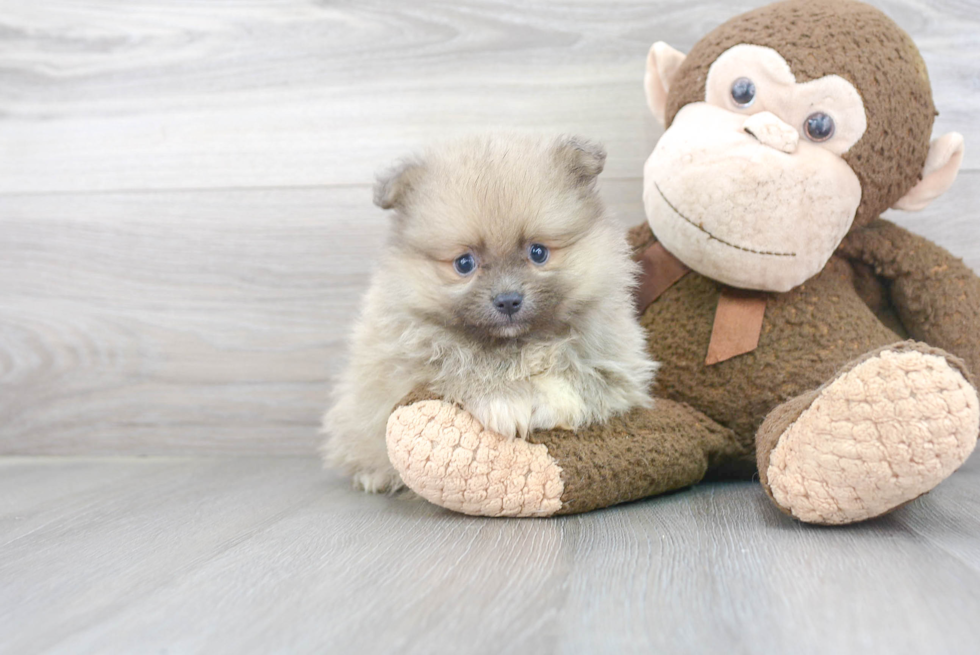 Sweet Pomeranian Purebred Puppy