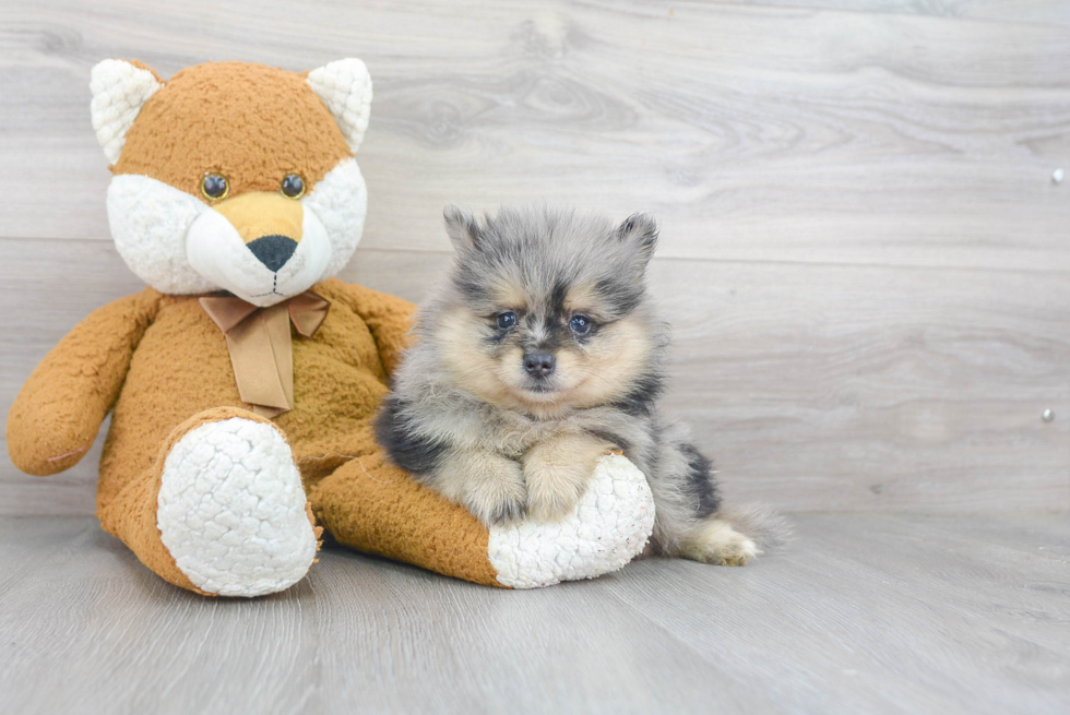 Energetic Pomeranian Purebred Puppy