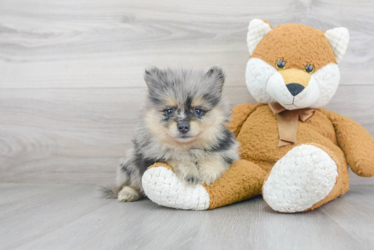 Pomeranian Puppy for Adoption