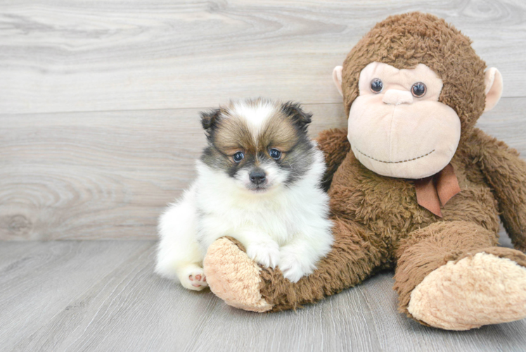 Pomeranian Pup Being Cute