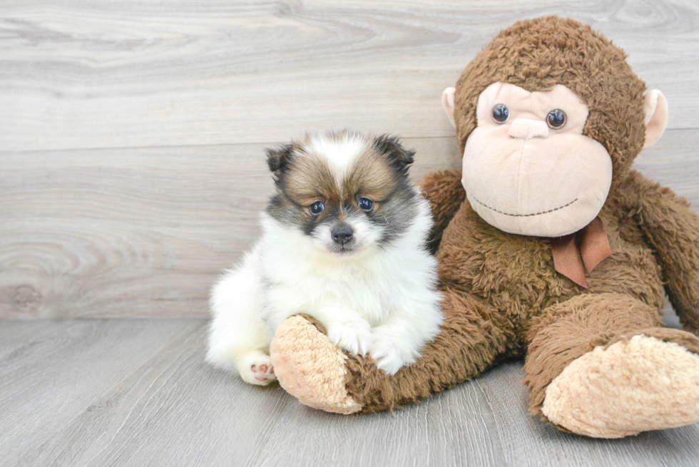Pomeranian Pup Being Cute