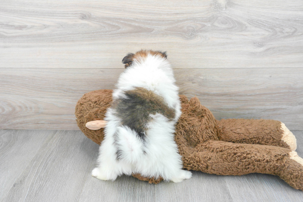 Happy Pomeranian Purebred Puppy