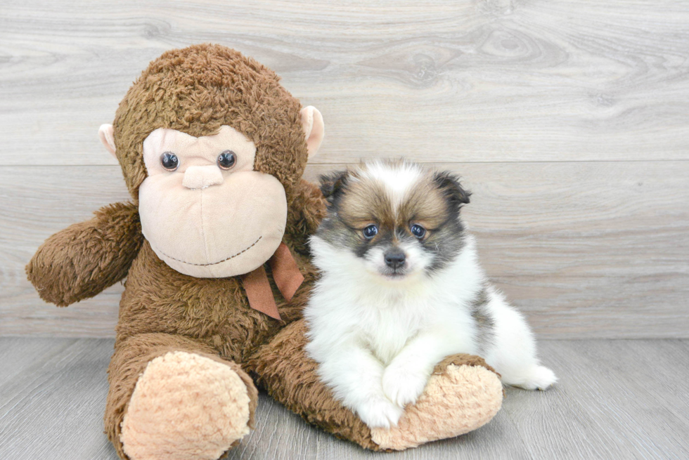 Pomeranian Puppy for Adoption