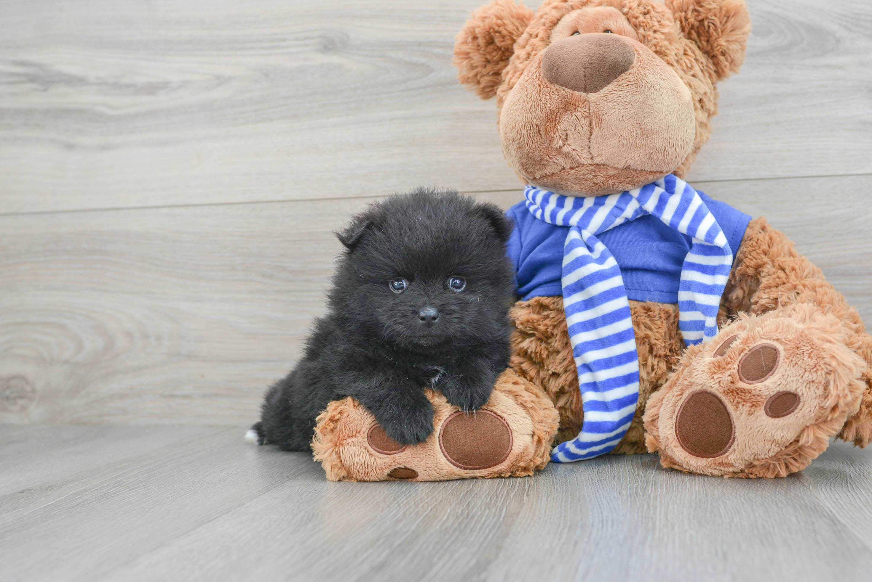 Hypoallergenic Pomeranian Baby