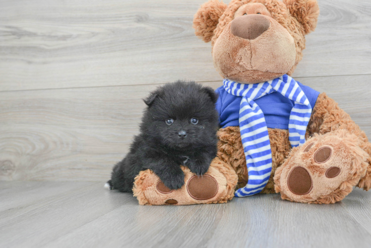 Hypoallergenic Pomeranian Baby