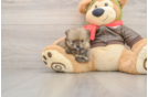 Best Pomeranian Baby