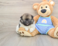 8 week old Pomeranian Puppy For Sale - Premier Pups