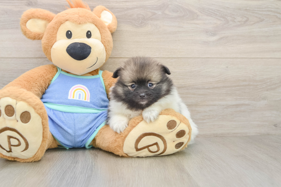 Pomeranian Puppy for Adoption