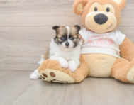 8 week old Pomeranian Puppy For Sale - Premier Pups