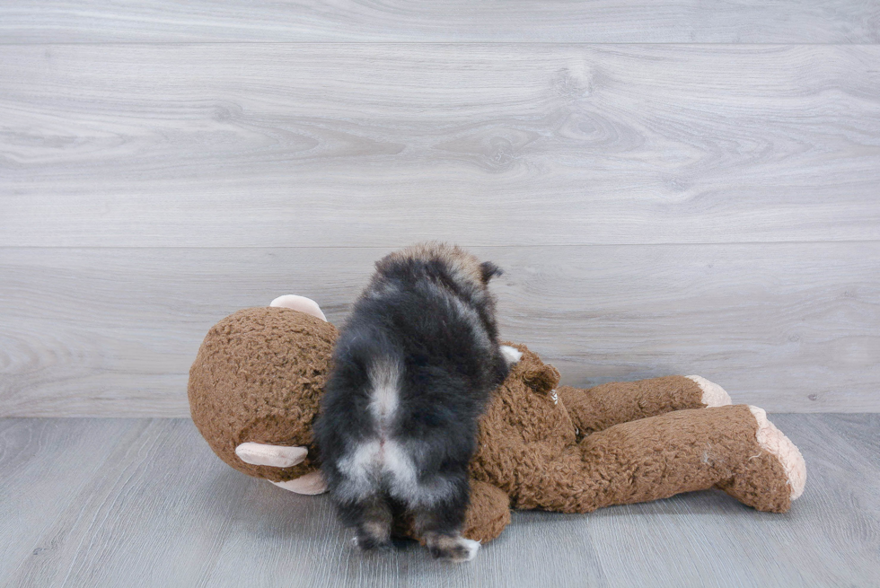 Petite Pomeranian Purebred Puppy