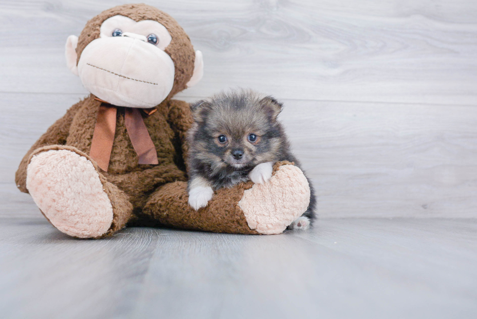 Sweet Pomeranian Purebred Puppy