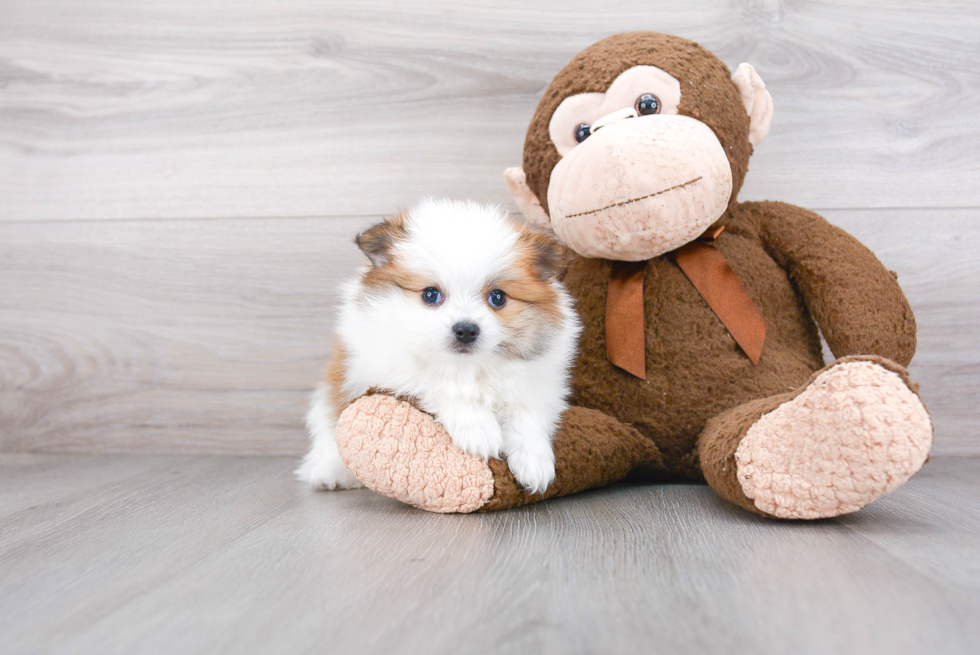 Cute Pomeranian Purebred Puppy