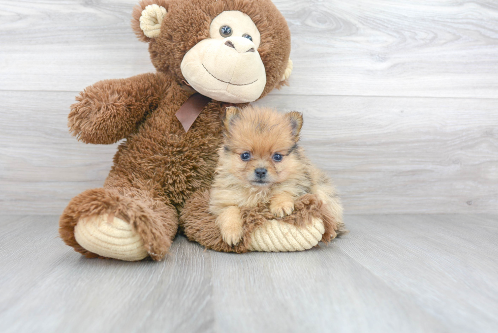 Akc Registered Pomeranian Baby