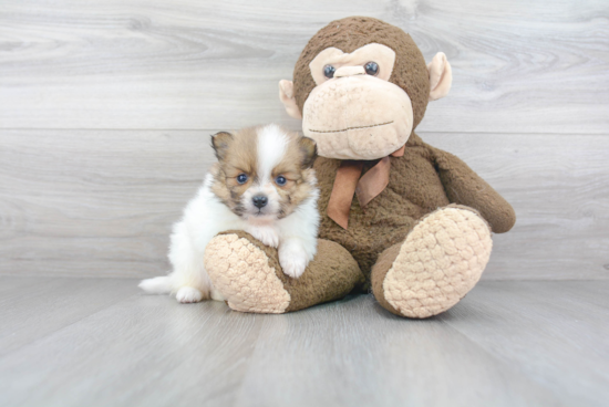 Petite Pomeranian Purebred Puppy