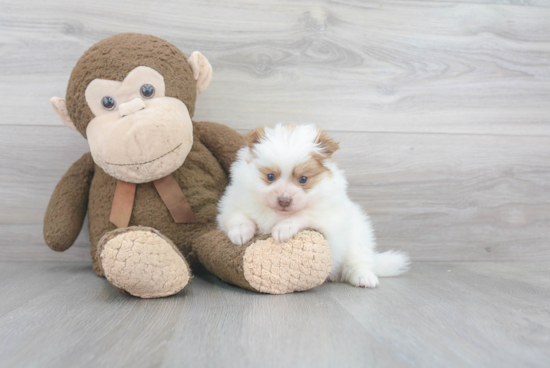 Little Pomeranian Purebred Pup