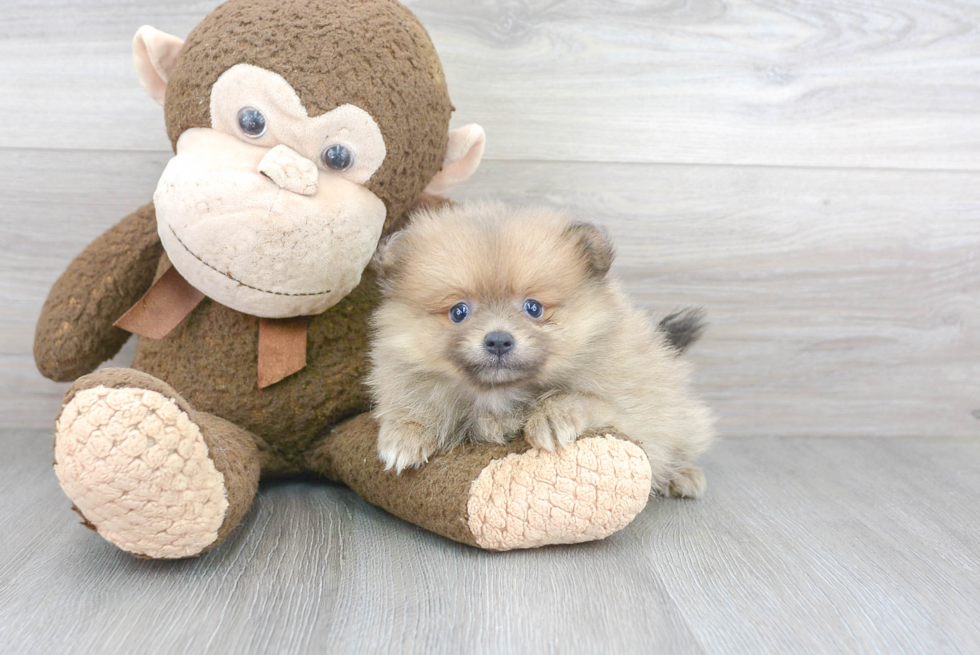 Adorable Pomeranian Purebred Puppy