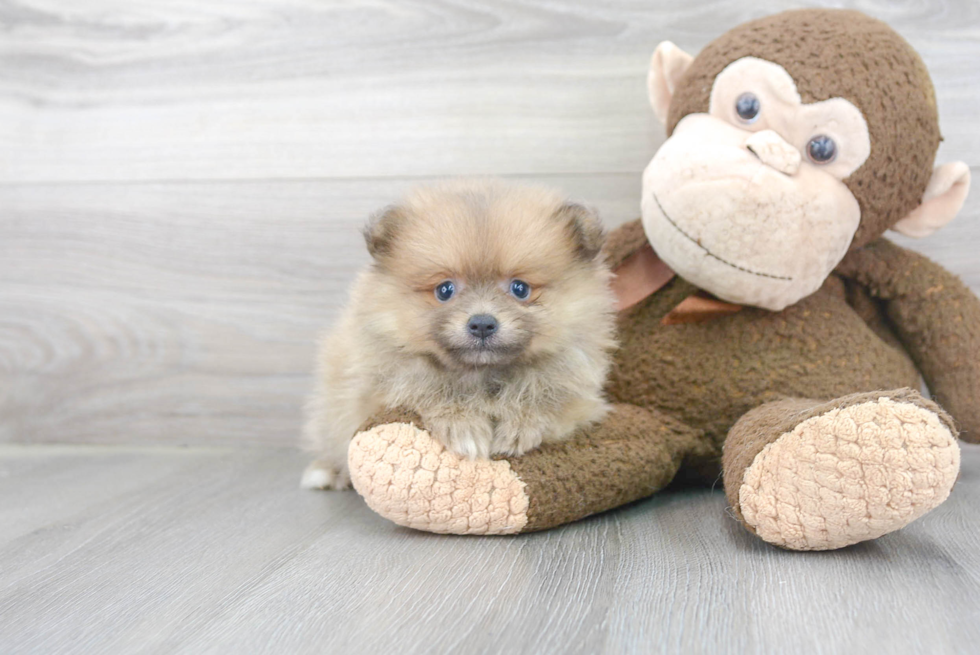 Pomeranian Puppy for Adoption