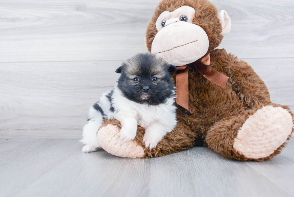 Smart Pomeranian Purebred Puppy