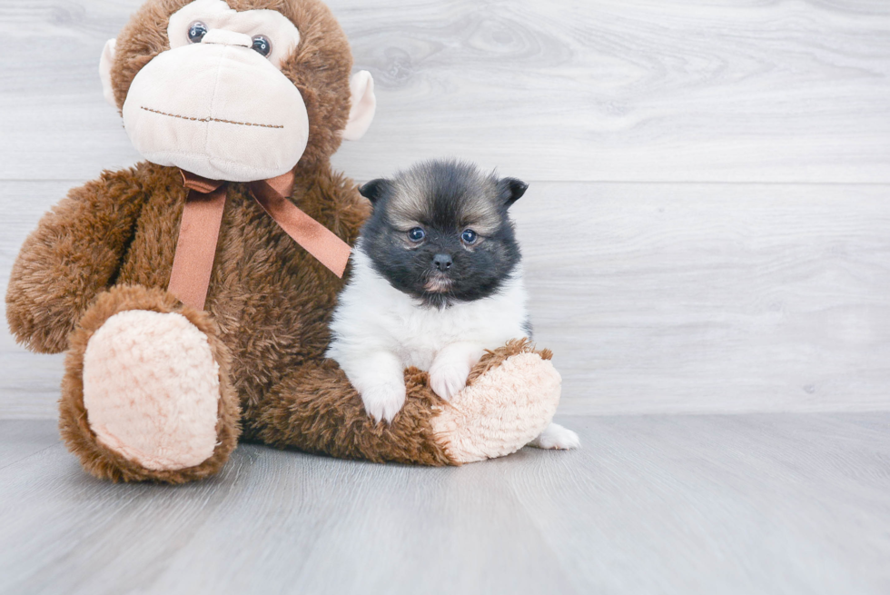 Fluffy Pomeranian Purebred Puppy