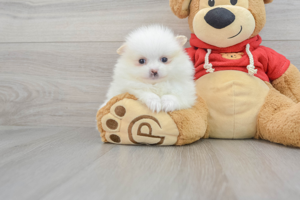 Smart Pomeranian Purebred Puppy