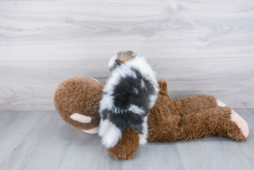 Cute Pomeranian Purebred Puppy