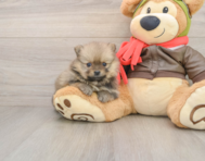 8 week old Pomeranian Puppy For Sale - Premier Pups
