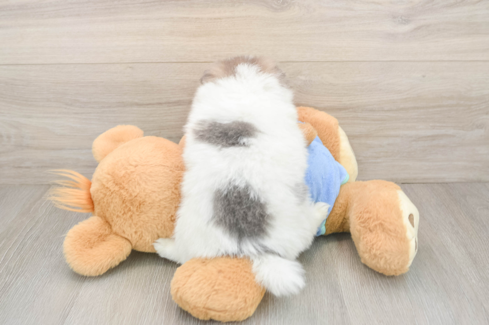Funny Pomeranian Baby