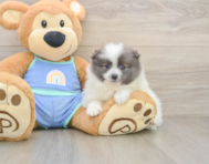 8 week old Pomeranian Puppy For Sale - Premier Pups