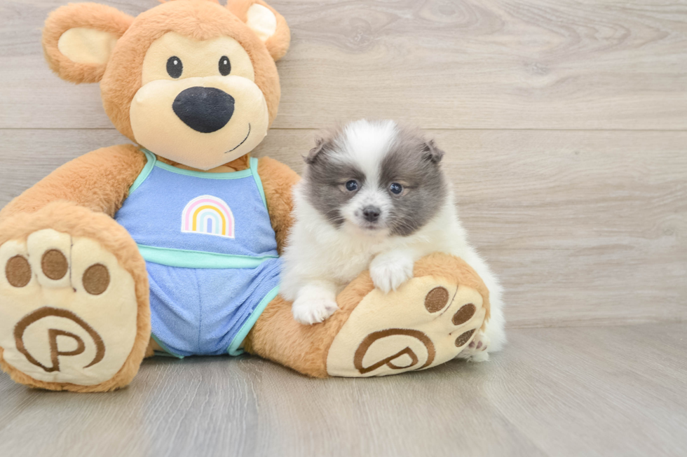 Little Pomeranian Purebred Pup
