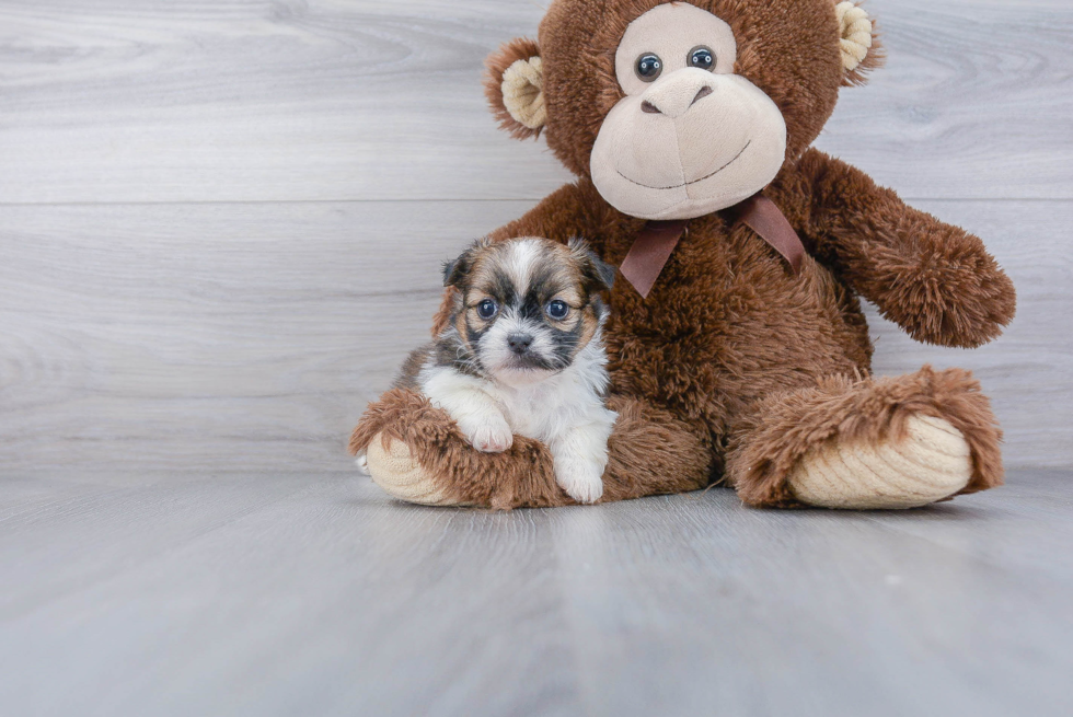 Shih Pom Pup Being Cute