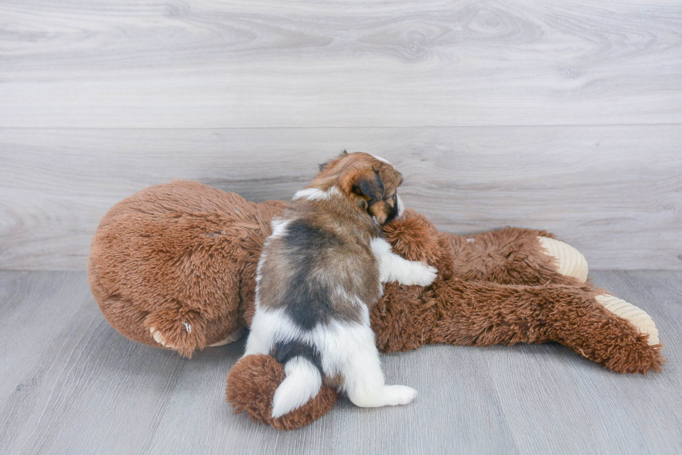 Shih Pom Pup Being Cute