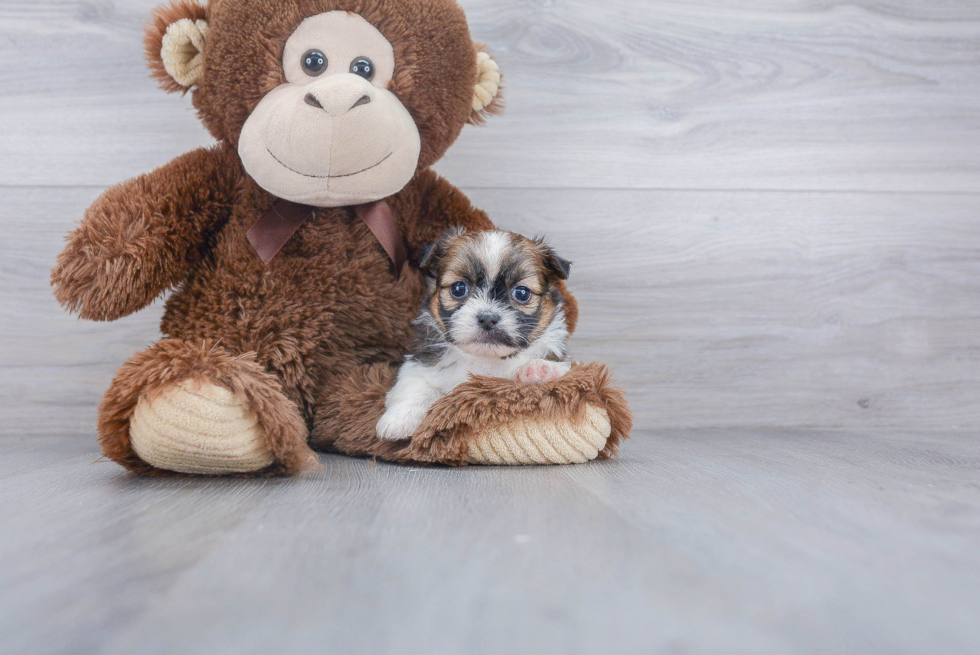 Best Shih Pom Baby